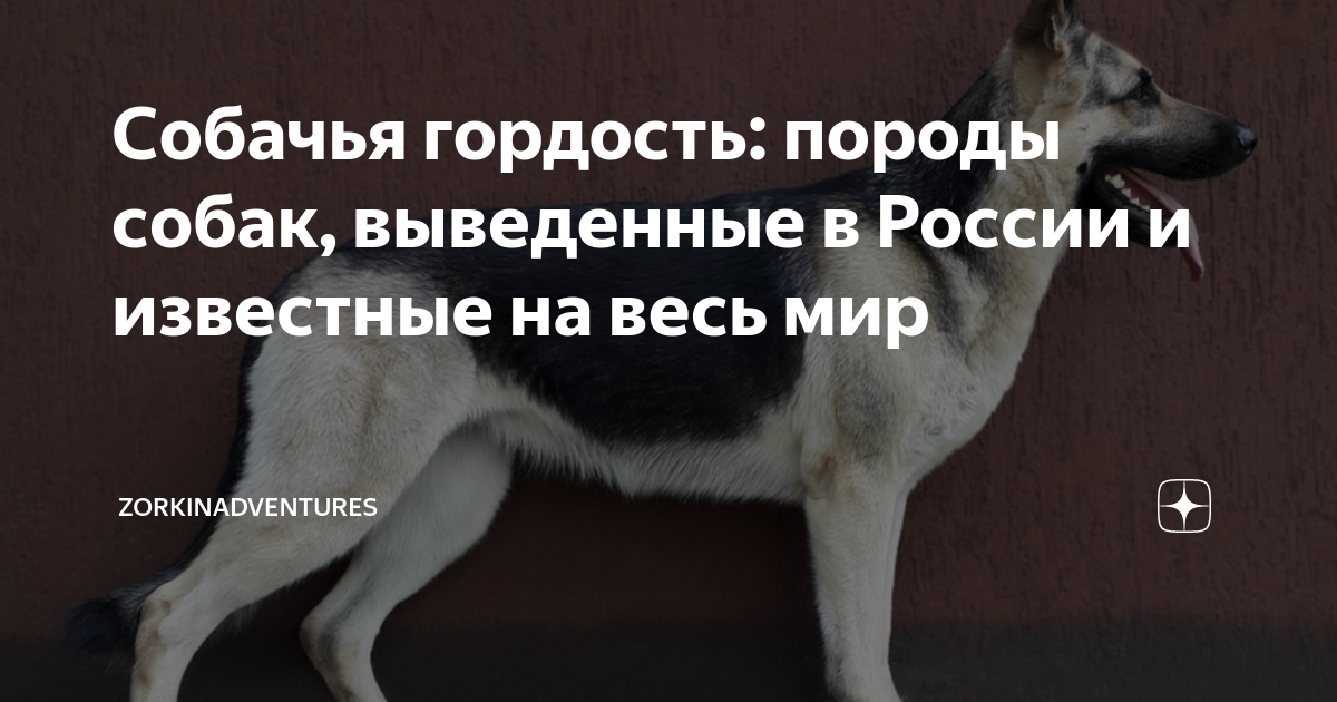 Собачья гордость содержание. Собачья гордость содержание