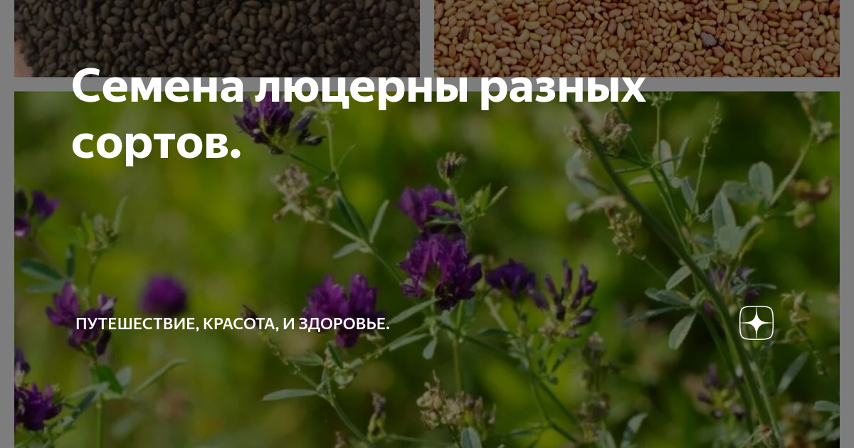 Люцерна посевная медопродуктивность