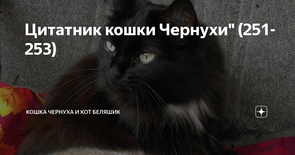 дзен коты беляшик и чернуха