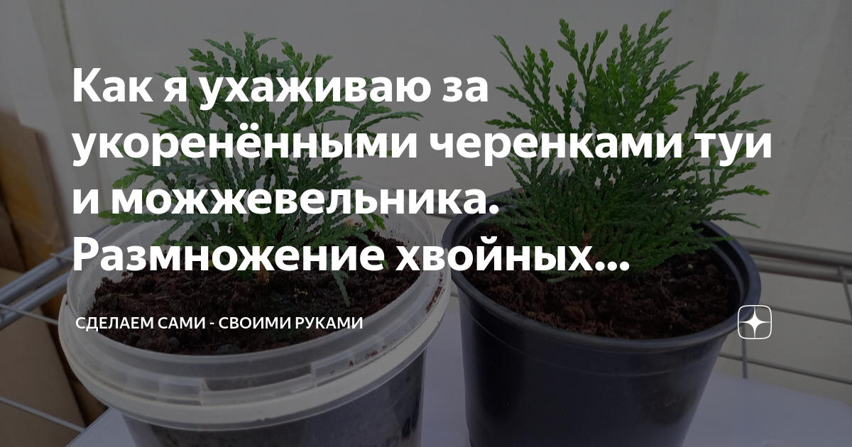 Туя в горшке в домашних условиях: от посадки до ухода