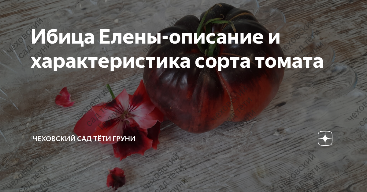 Ибица елены