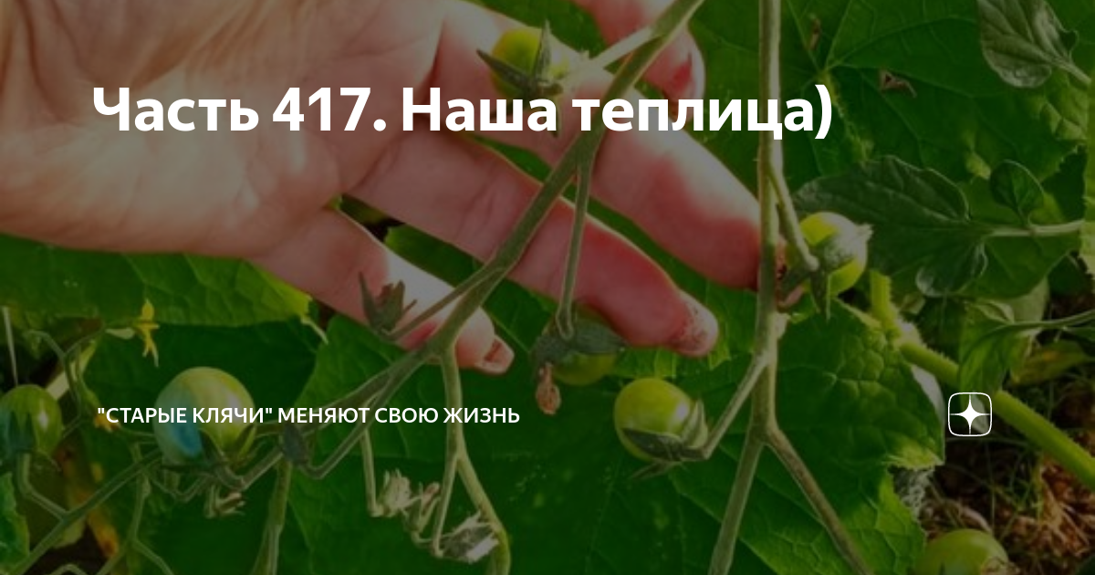 Часть 417. Наша теплица) | "Старые клячи" | Дзен