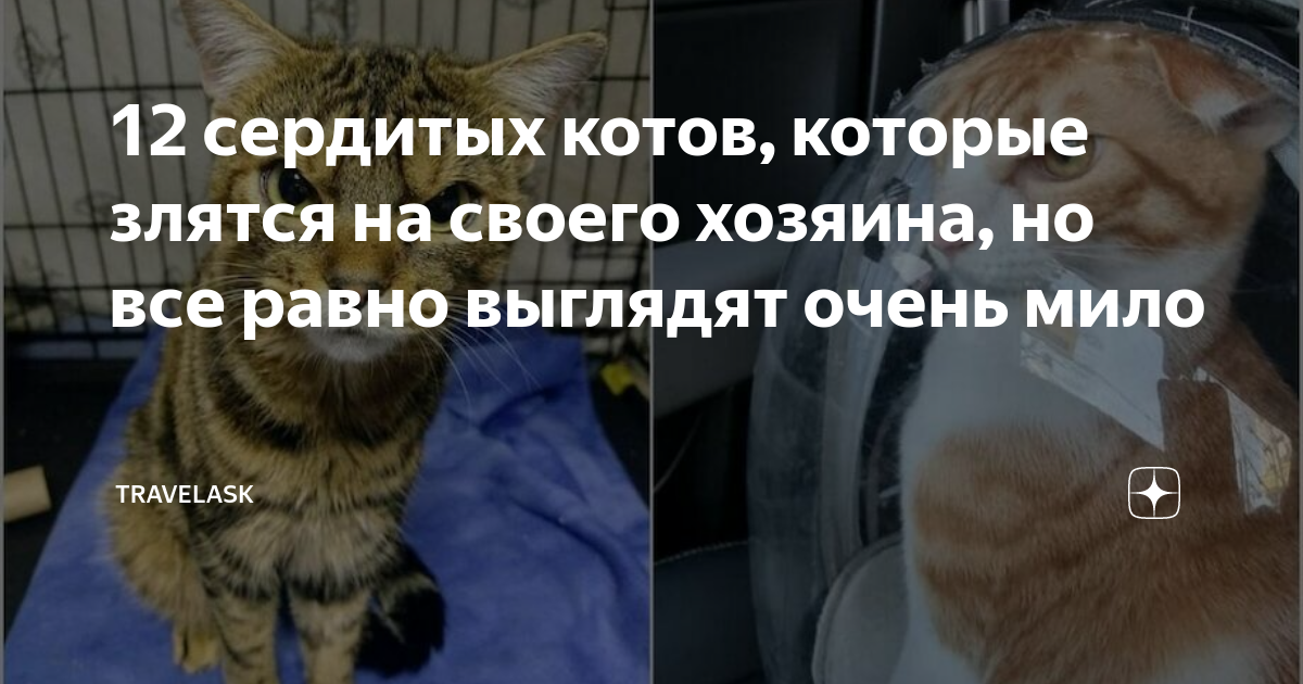 12 сердитых котов, которые злятся на своего хозяина, но все равно ...
