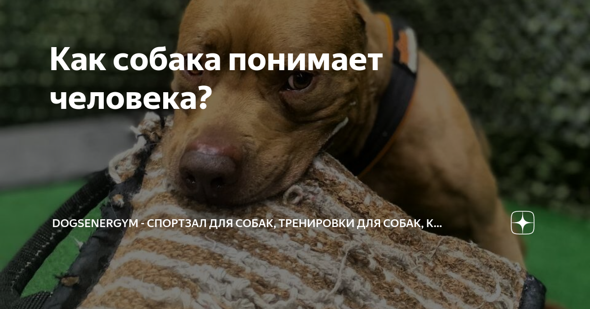 Упражнения для собак БХ