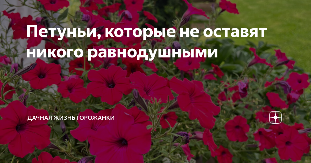 Которой не оставит никого равнодушным. Которой не оставит никого равнодушным