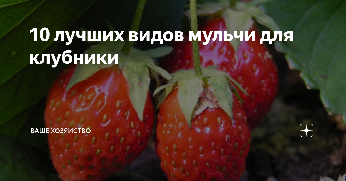 10 лучших видов мульчи для клубники | Ваше хозяйство | Дзен
