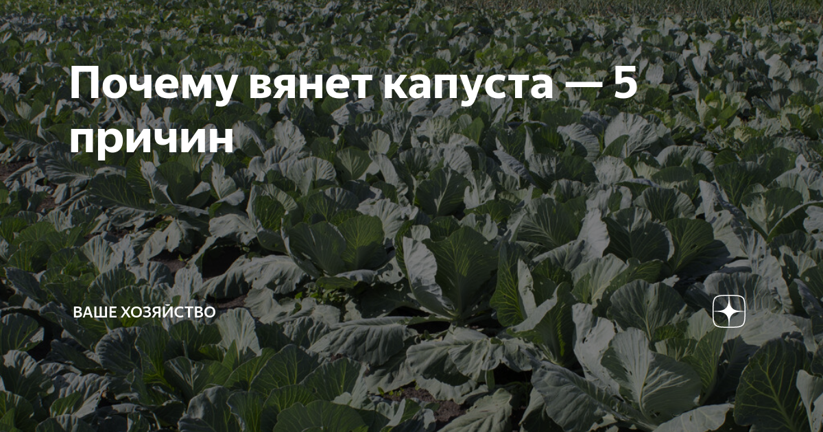 Грибковые заболевания