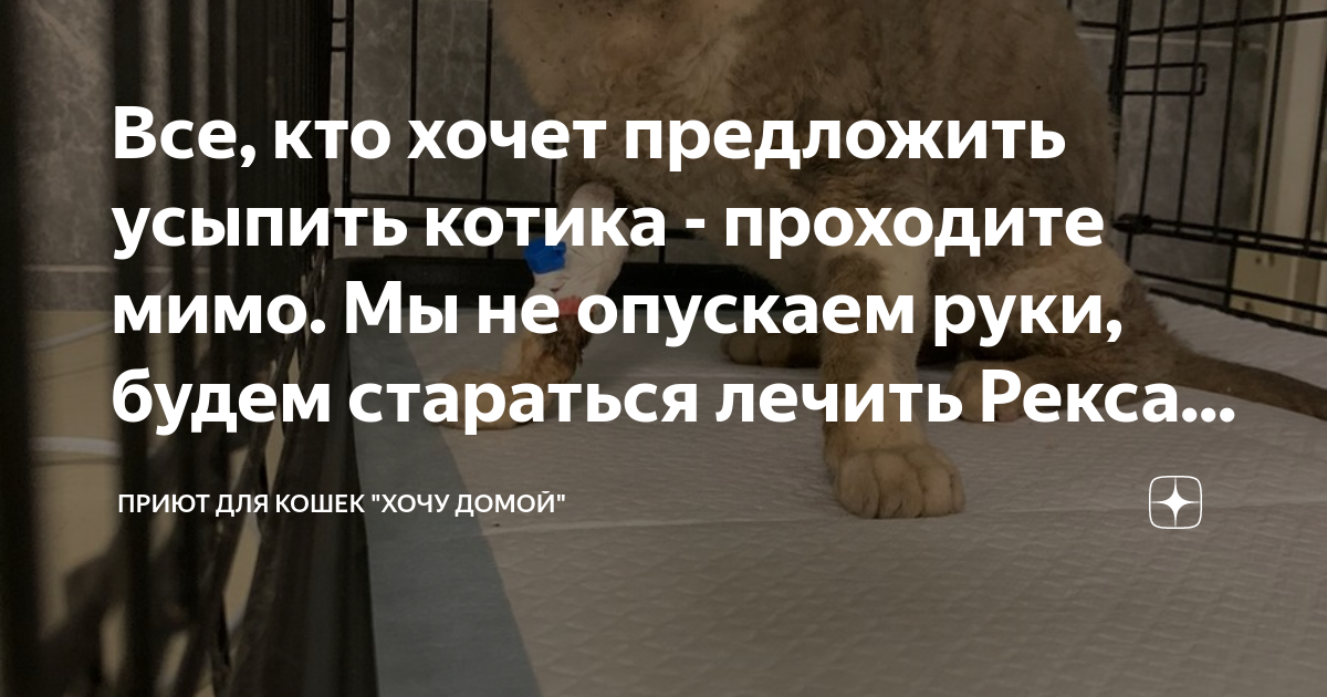 Все, кто хочет предложить усыпить котика - проходите мимо. Мы не ...