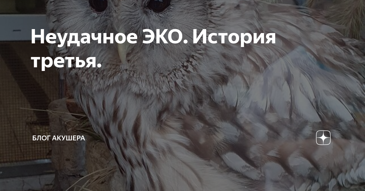 Неудачное ЭКО. История третья. | Блог акушера | Дзен