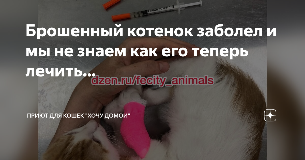 котенок заболел как лечить