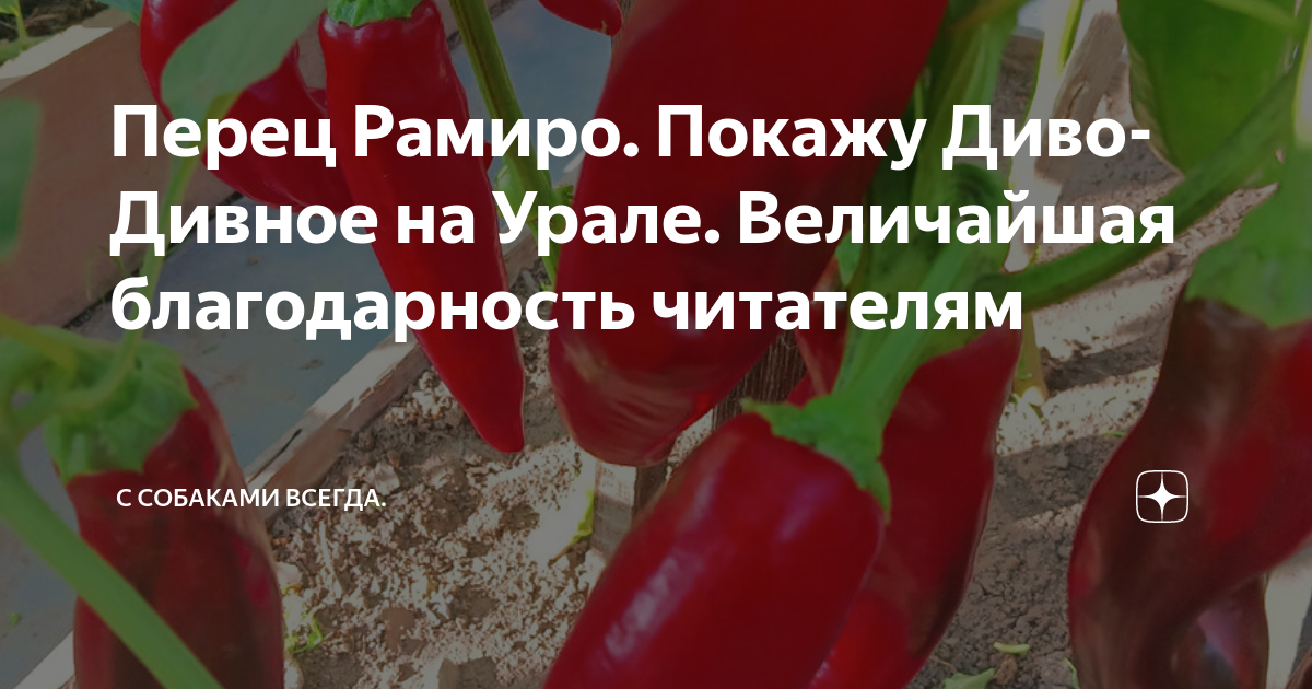 Семена Перец сладкий "Диво Дивное", 20 шт - купить в интернет-магазине по низкой