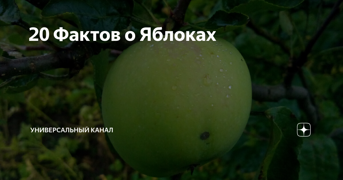 «Не ешьте яблоки, платите сексом, умрите». Как в 1945-м чехи выгнали немцев