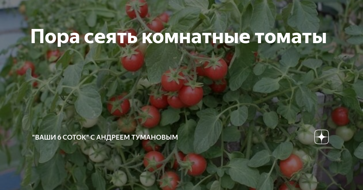 Пора сеять комнатные томаты | "Ваши 6 соток" с Андреем Тумановым | Дзен