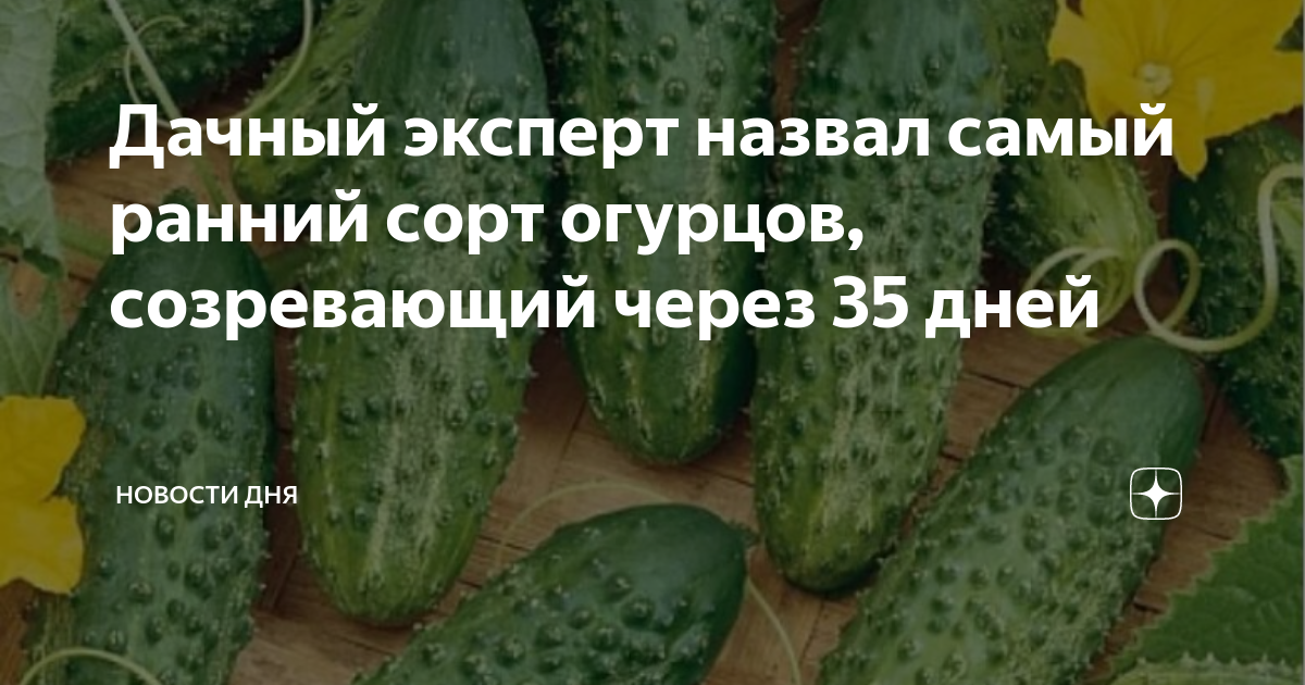 Дачный эксперт назвал самый ранний сорт огурцов, созревающий через 35 ...