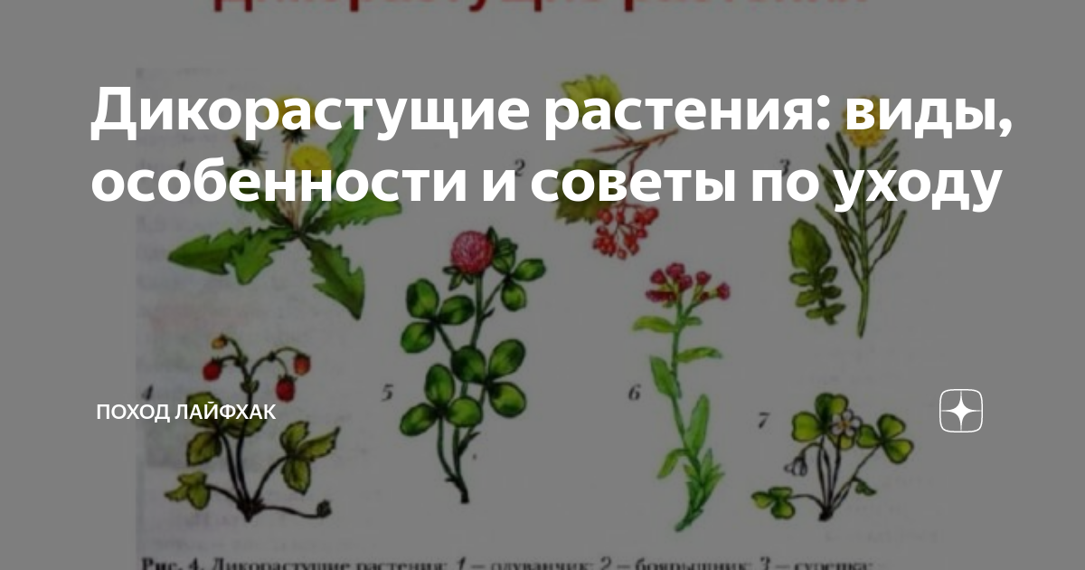 Дикорастущие растения и их значения