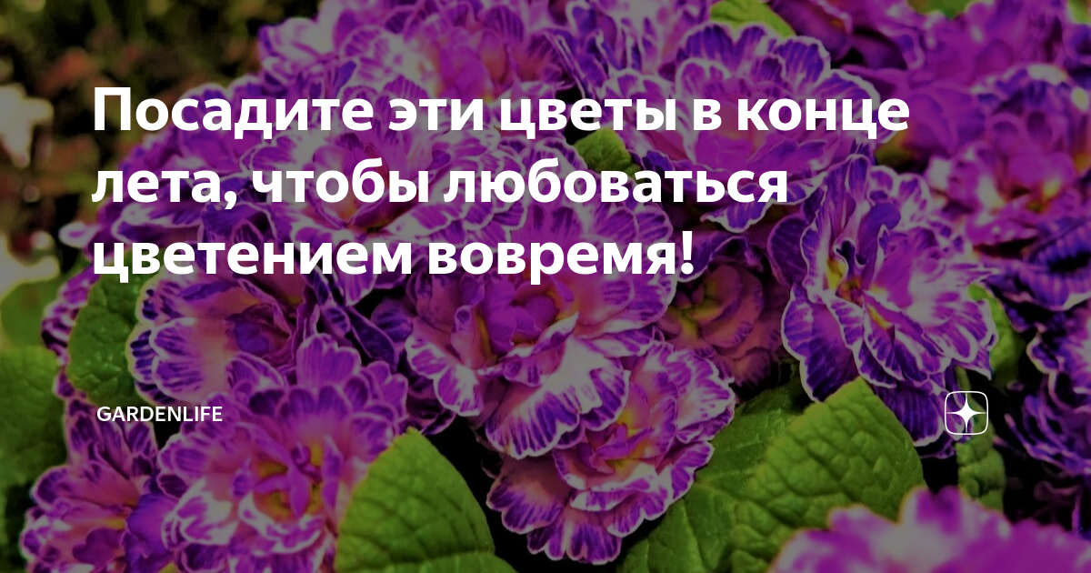 Посадите эти цветы в конце лета, чтобы любоваться цветением вовремя ...