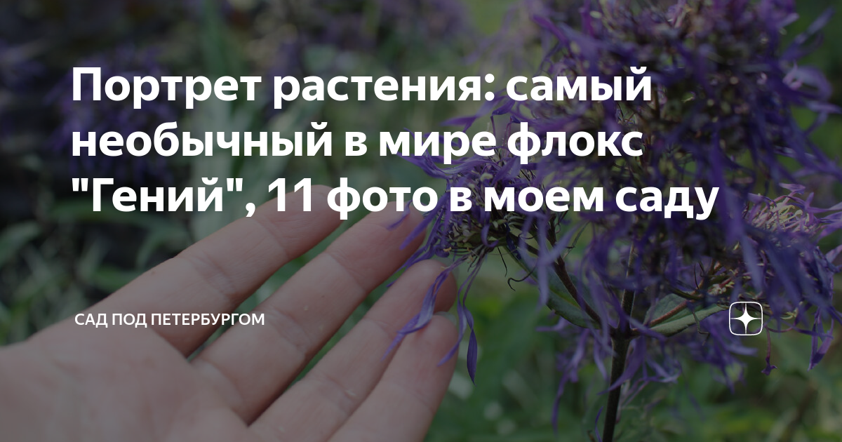 Портрет растения: самый необычный в мире флокс "Гений", 11 фото в моем ...