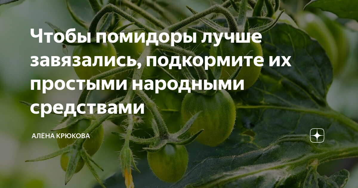 Помидоры цветут чем подкормить. Завязь помидор. Опадают завязи у помидор. Завязь для томатов. Первая завязь на помидорах.