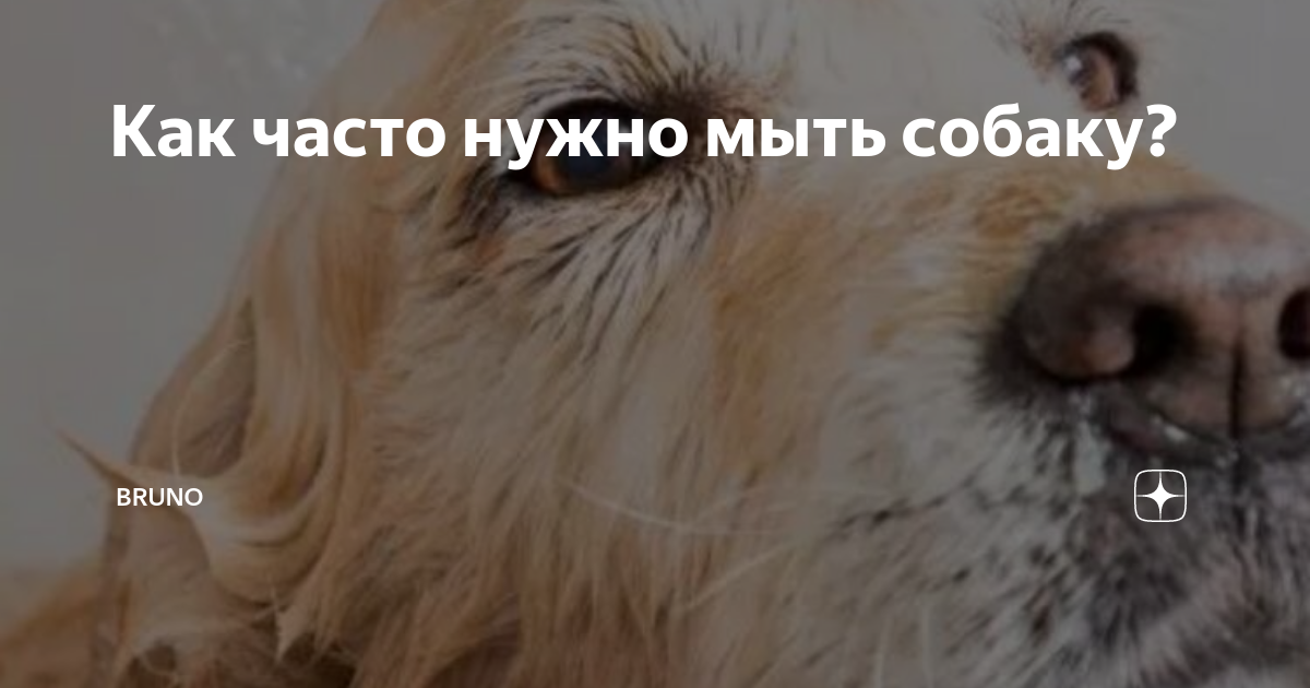 Собаки с особыми потребностями: частота купания