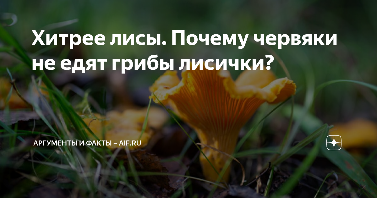 почему грибы лисички не едят червяки