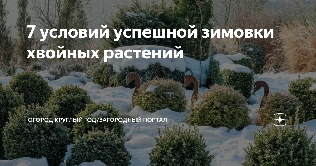 7 условий успешной зимовки хвойных растений: секреты заботы в холодное время года