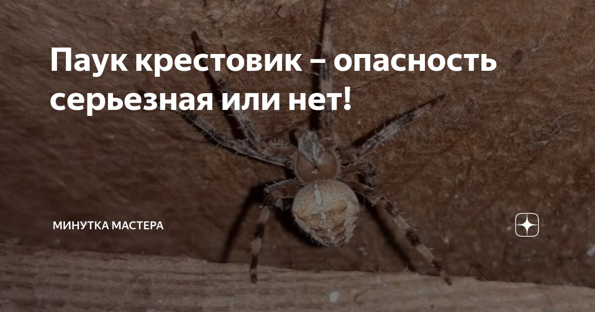 Паук крестовик – опасность серьезная или нет! | Минутка Мастера | Дзен