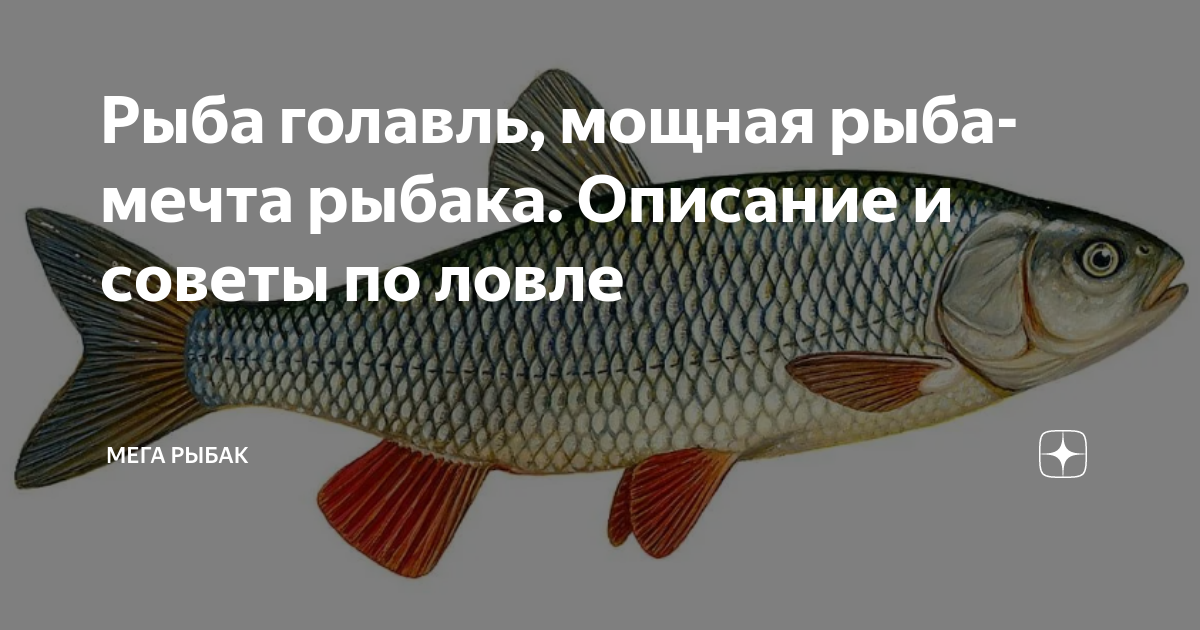 Голавль: описание, места ловли, приманки Охотник И Рыбалов Дзен