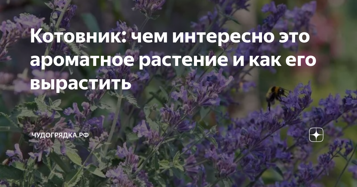 Котовник: чем интересно это ароматное растение и как его вырастить ...