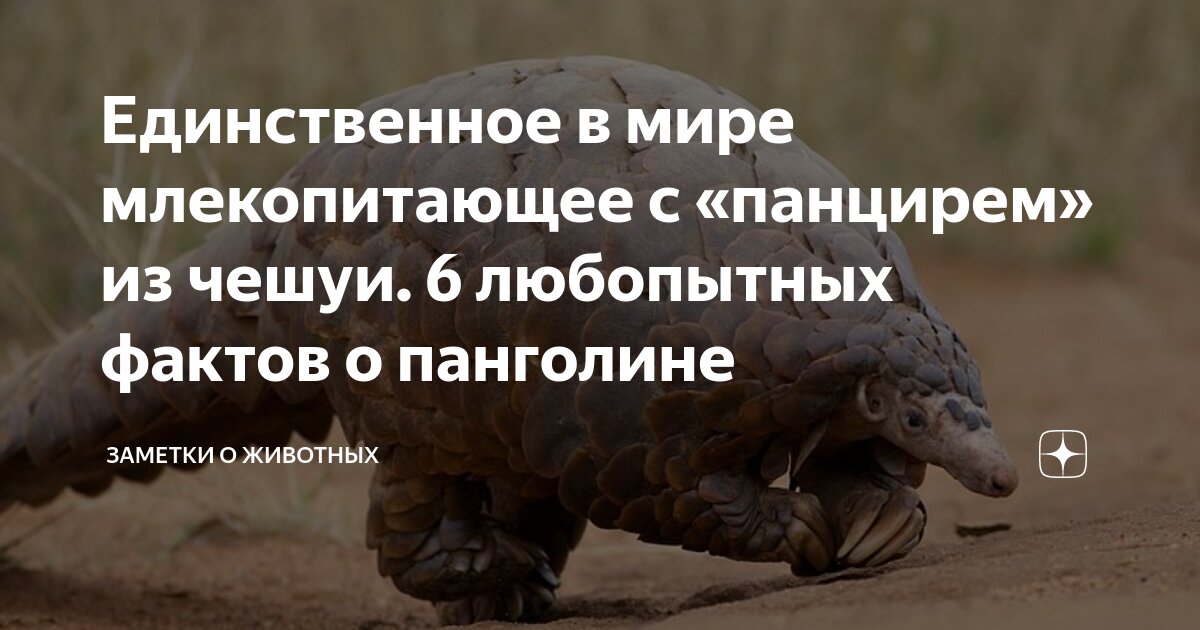Единственное в мире млекопитающее с «панцирем» из чешуи. 6 любопытных ...