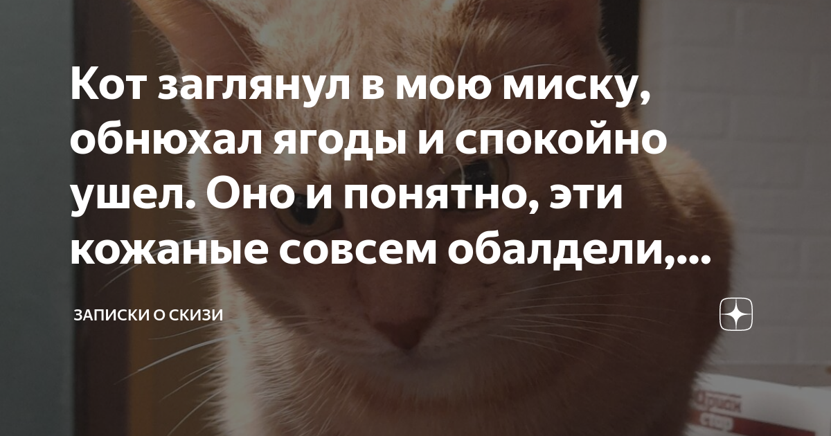 Сегодня о скизи. Кот, заглядывающий сверху. Кот заглядывает в коробку.