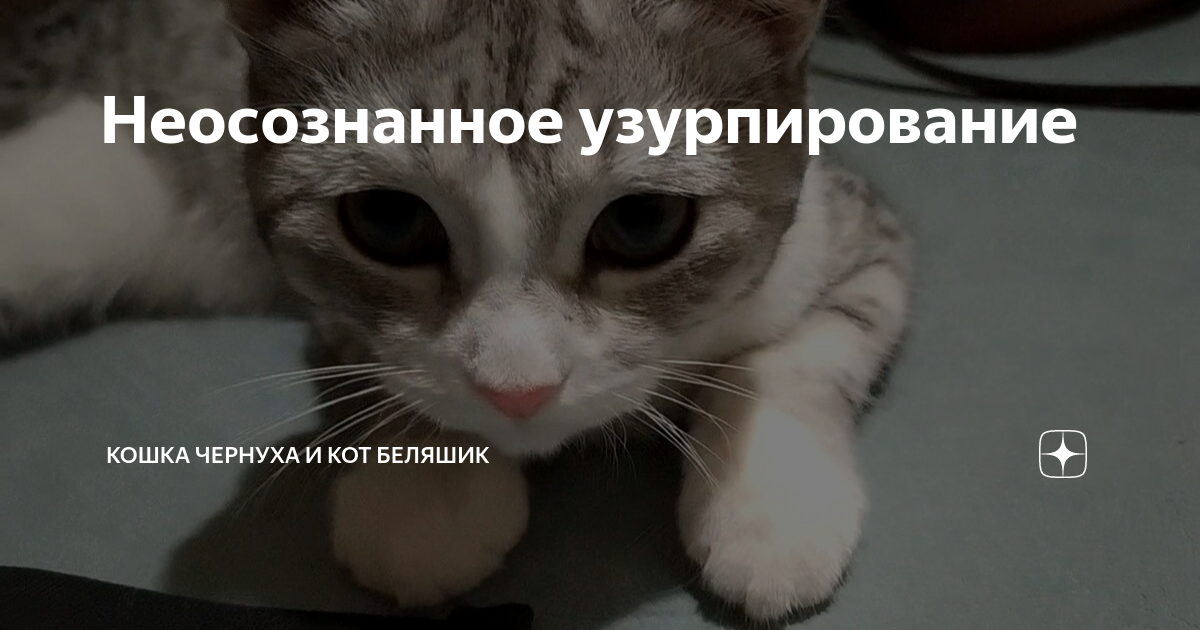 Кошка чернуха и кот беляшик сегодняшняя история. Кошка чернуха и беляшик дзен. Кошка чернуха и беляшик дзен. Чернуха и беляшик. Кошка чернуха и беляшик дзен.