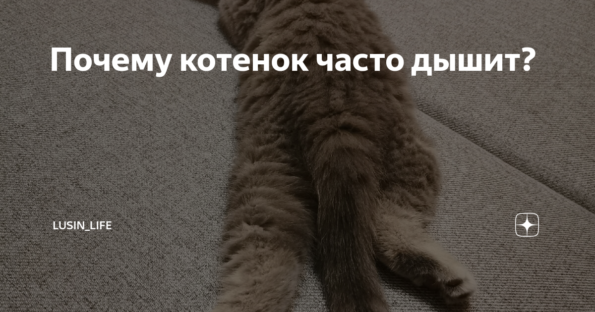 Почему кот дышит как собака. Почему котенок часто дышит. котик выдыхай. почему котёнок постоянно играет. почему кошка часто дышит.