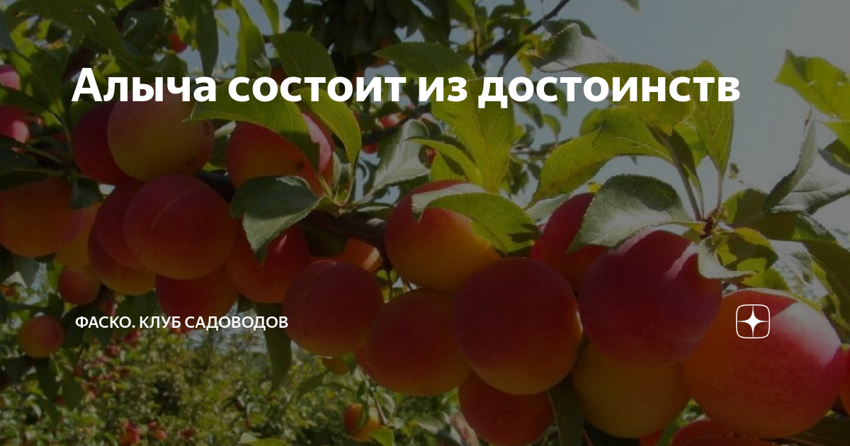 Алыча состоит из достоинств | Фаско – надежный уход за садом-огородом ...