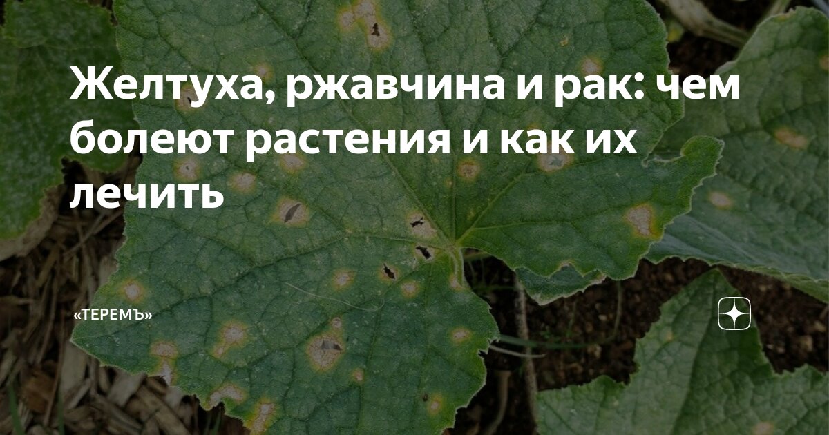Желтуха, ржавчина и рак: чем болеют растения и как их лечить | «Теремъ ...