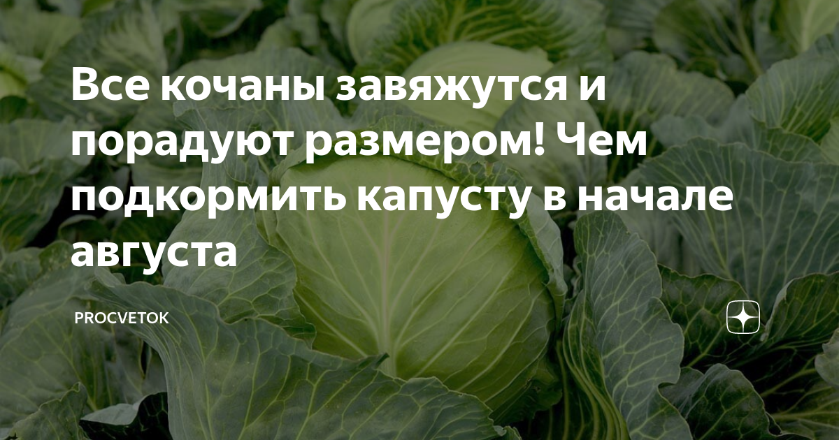 Чем подкормить капусту во время завязывания кочана. Капуста на грядке. Подкормка капусты белокочанной в открытом грунте. Овощ похожий на кочерыжку капусты. Чем подкормить капусту для формирования кочана в августе.