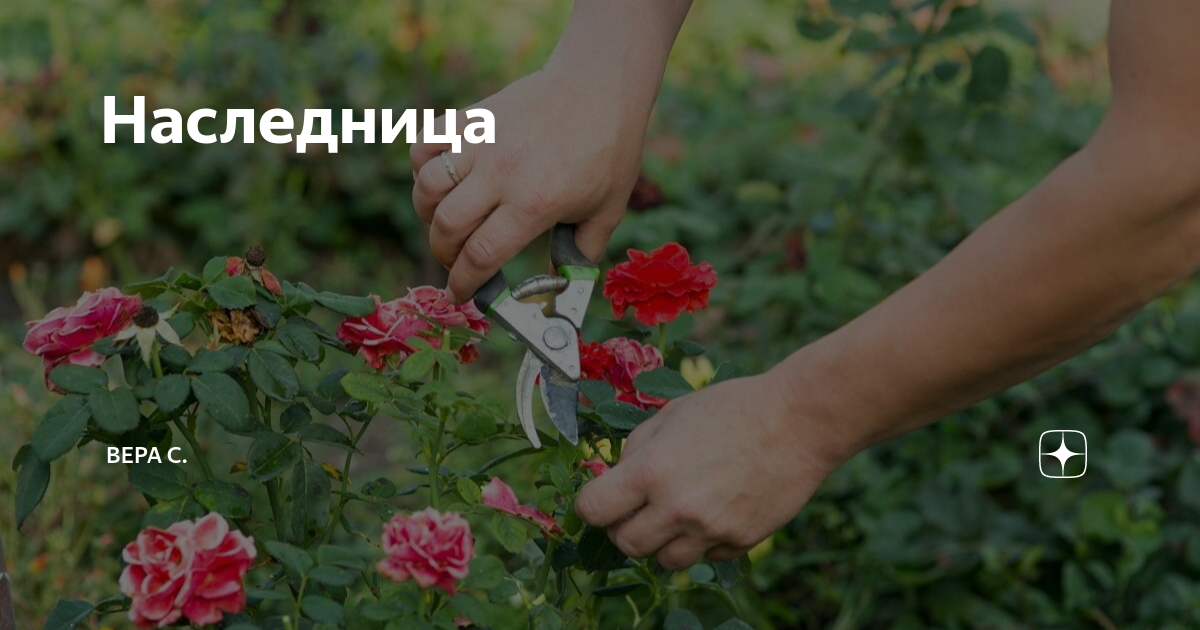 Наследница | Вера С. | Дзен
