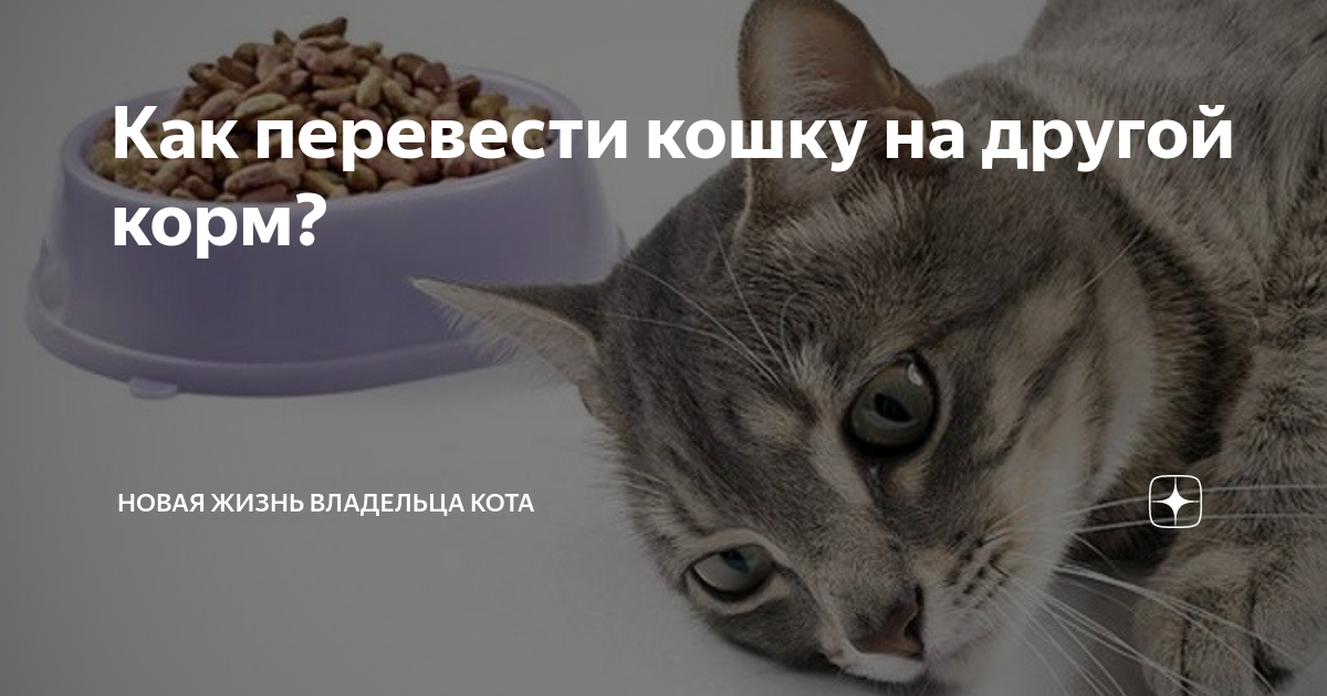Переводи на кошачий