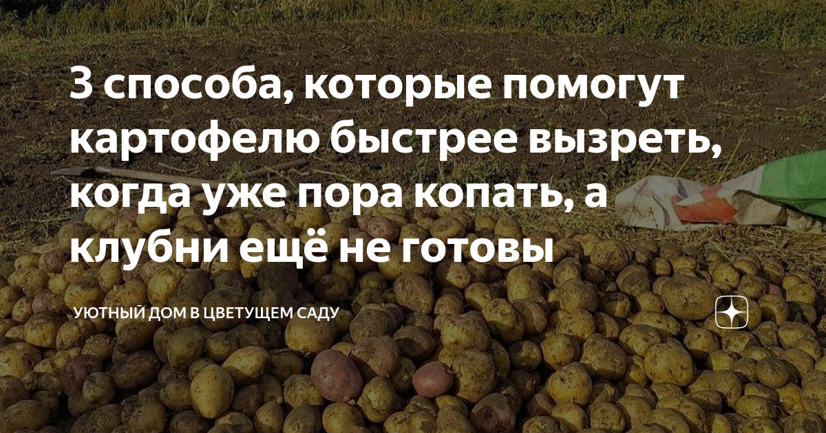 3 способа, которые помогут картофелю быстрее вызреть, когда уже пора ...