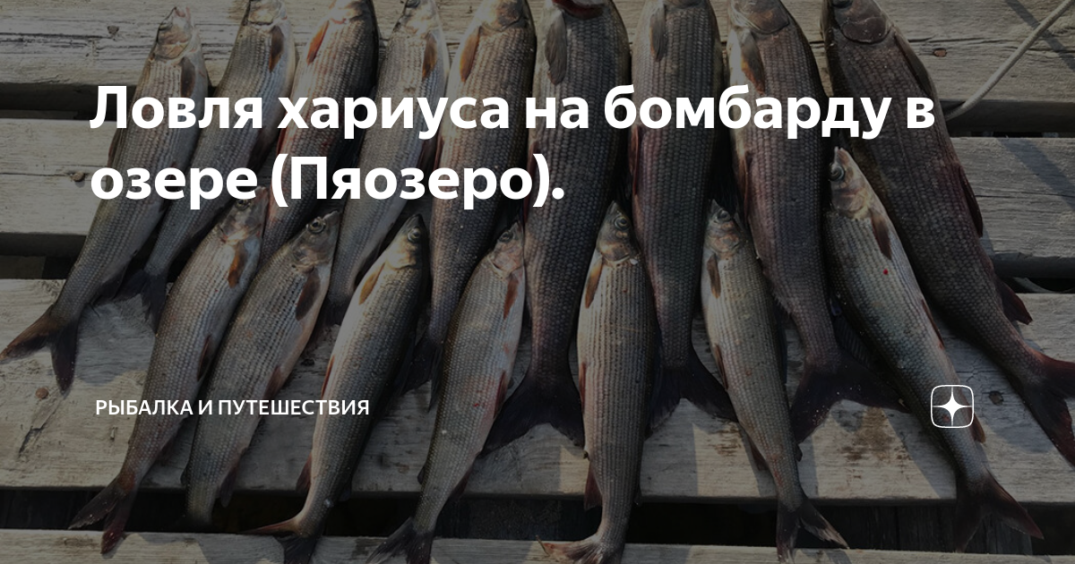 Ловля хариуса на бомбарду в озере (Пяозеро). | Рыбалка и путешествия | Дзен