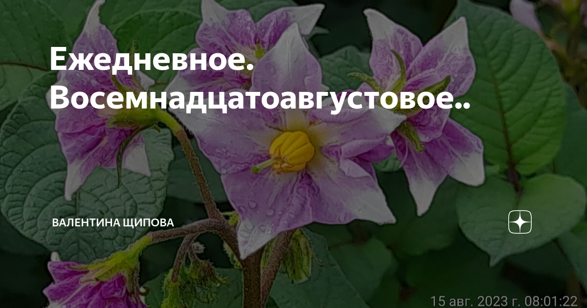 Ежедневное. Восемнадцатоавгустовое.. | Валентина Щипова. Веселая жизнь ...