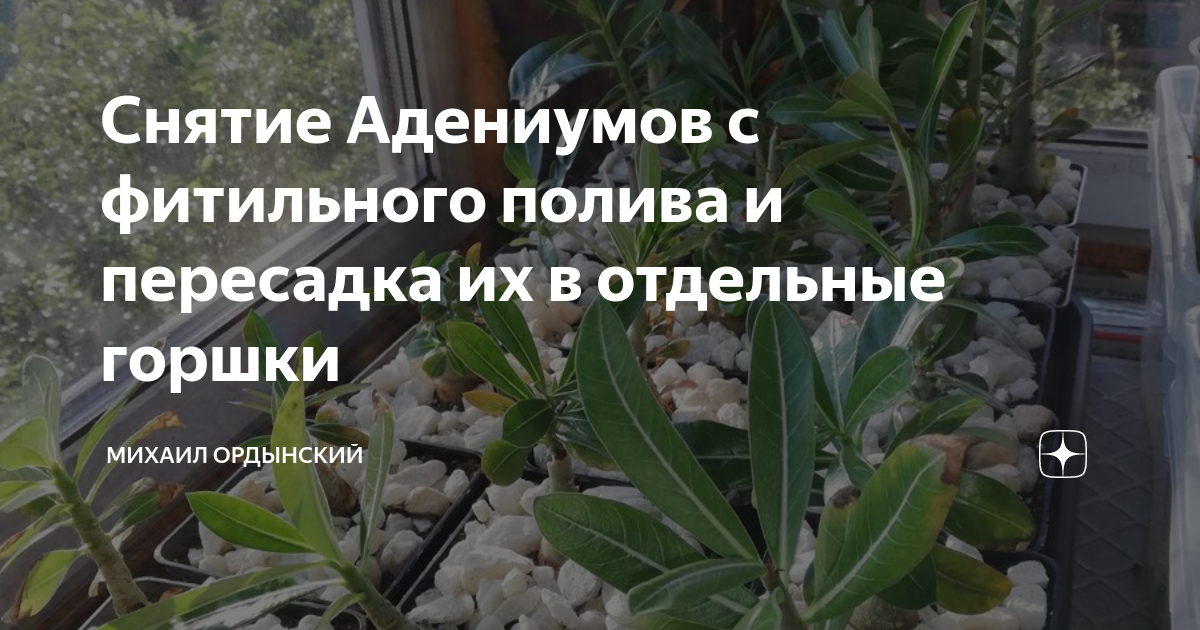 Снятие Адениумов с фитильного полива и пересадка их в отдельные горшки ...