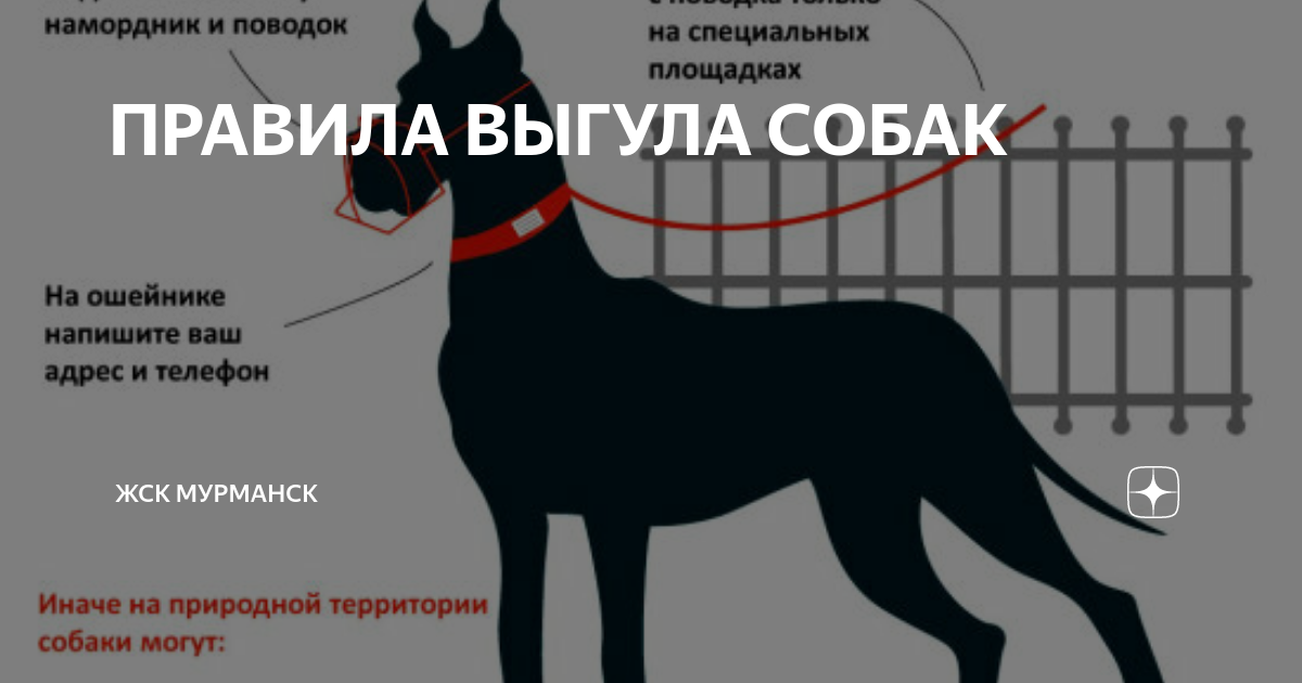 Правила выгула собак в петербурге. Правила выгула собак в петербурге