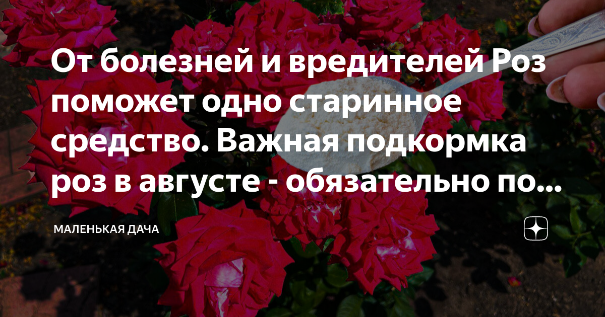 От болезней и вредителей Роз поможет одно старинное средство. Важная ...