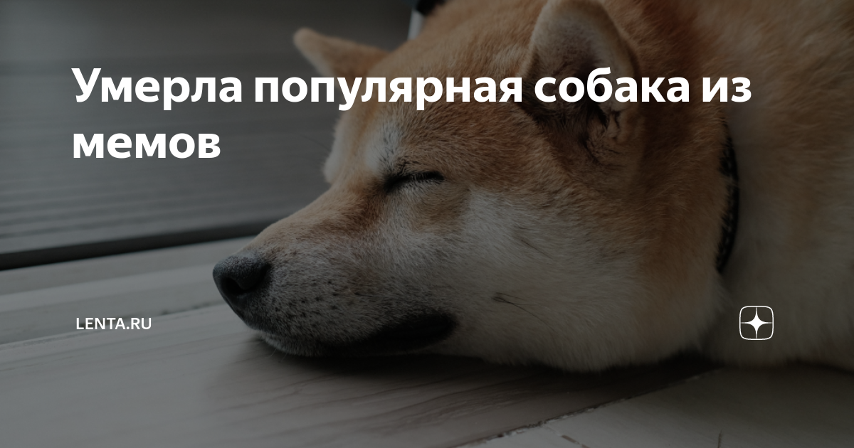 Умерла легендарная собака DOGE: лучшие мемы в память о полюбившемся питомце Изве