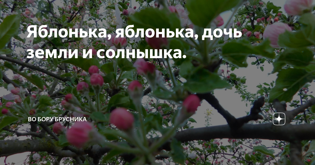 Во Бору брусника дзен. Стадия розового бутона на яблоне. Во саду брусника рассказ