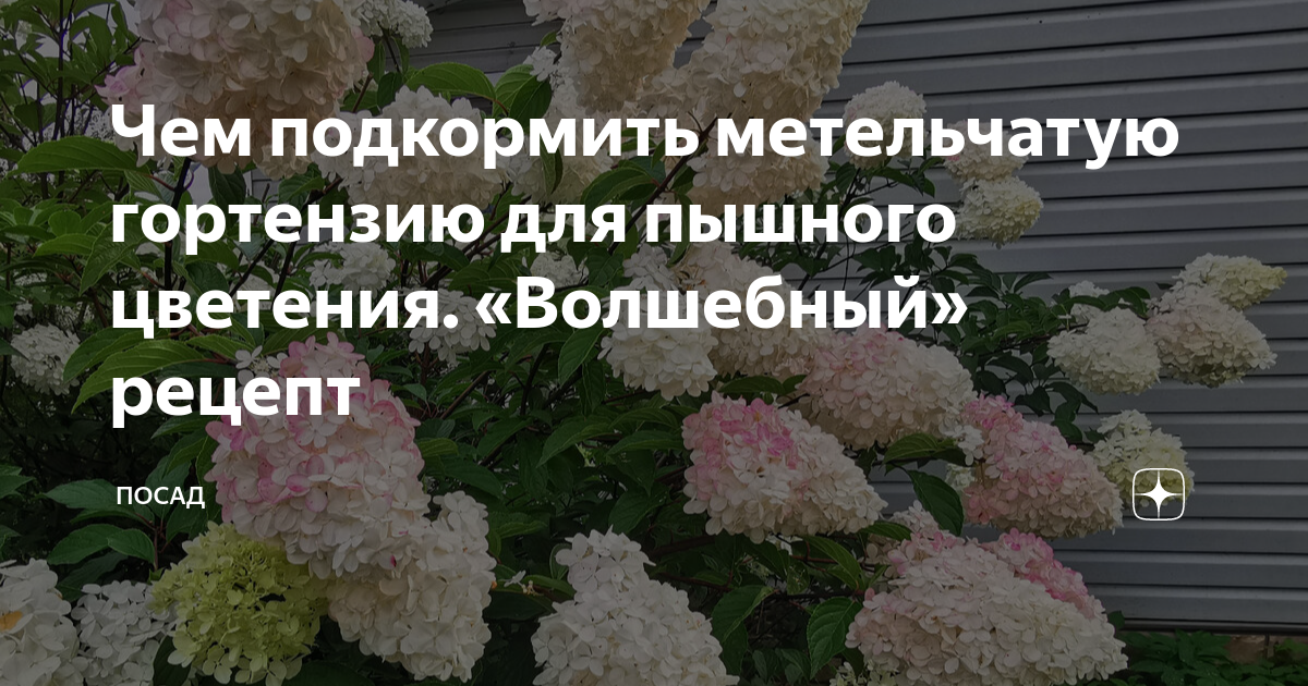 Подкормить гортензию. Чем подкормить гортензию, чтобы цвела розовым цветом.