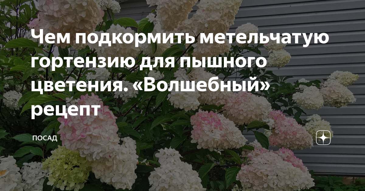 Чем подкормить метельчатую гортензию весной для пышного. Подкормить гортензии. Чем подкормить гортензию весной для пышного цветения. Как подкармливать гортензию. Чем подкормить гортензию в мае месяце.