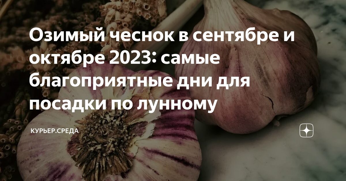 Озимый чеснок в сентябре и октябре 2023: самые благоприятные дни для посадки по 