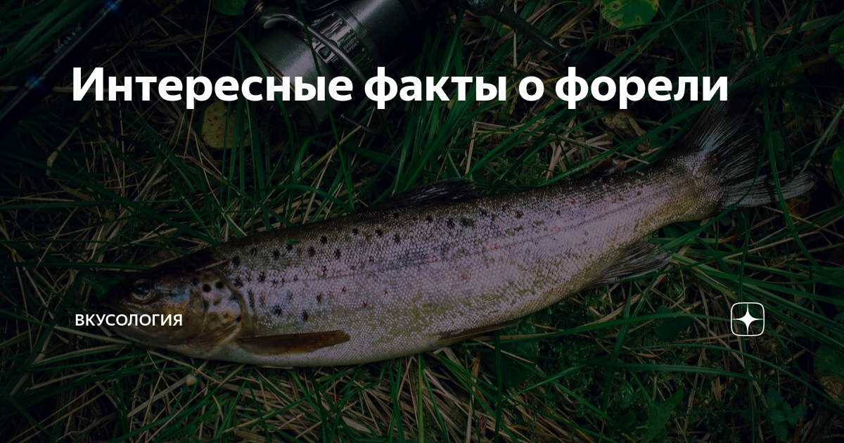 Как называется белая форель. Ручьевая форель Кавказа. Ручьевая форель пеструшка. Дикая форель в Грузии
