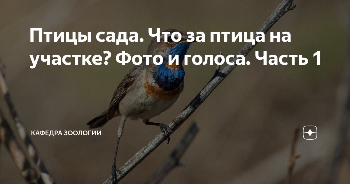 Птицы сада. Что за птица на участке? Фото и голоса. Часть 1 | Кафедра ...